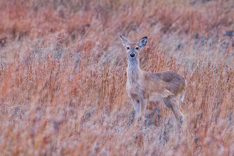 Whitetail Doe With Long Hair