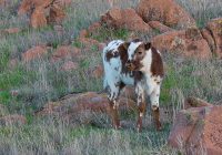 Wild Texas Longhorn Calf