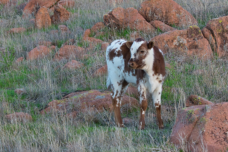 Wild Texas Longhorn Calf