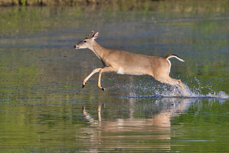 Buck Running Through Water