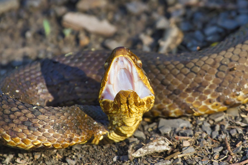 Cottonmouth - Water Moccasin 