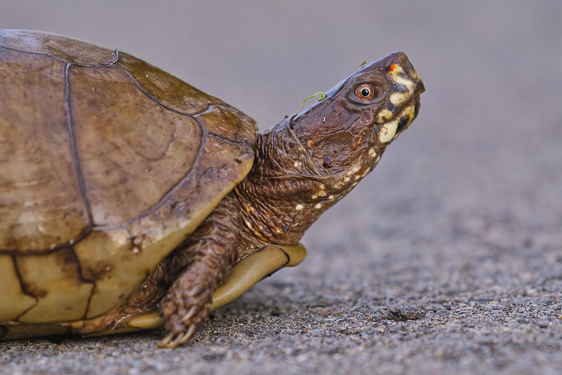 Early Spring Box Turtle