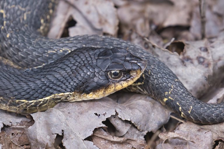 Two Different Colored Eastern Hog-nosed Snakes