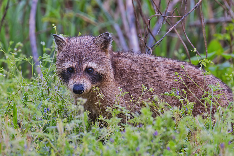 Maybe Another Cinnamon Raccoon