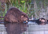 North American Beaver Feeding