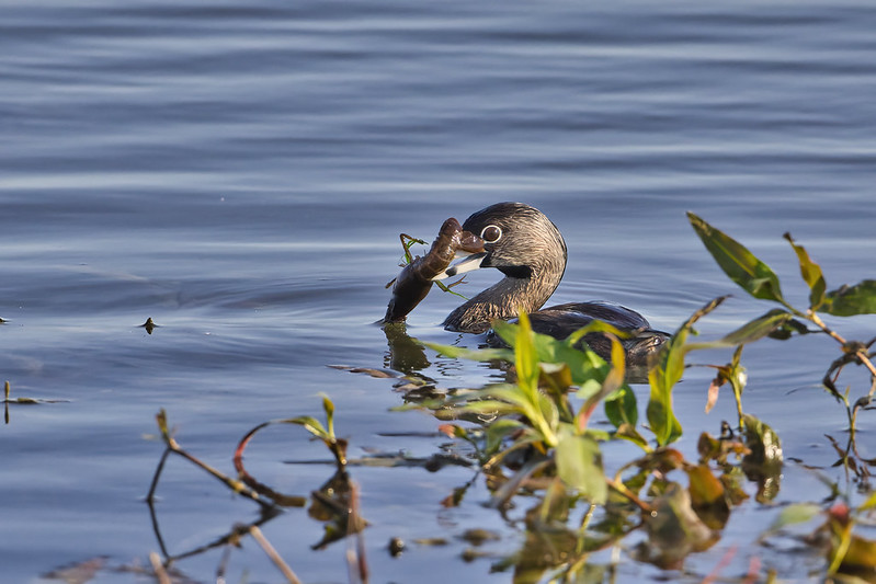 Pied-billed Grebe With Crawdad