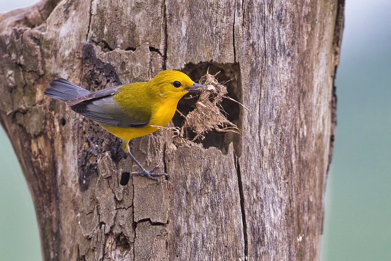 Prothonotary Warbler Building Nest