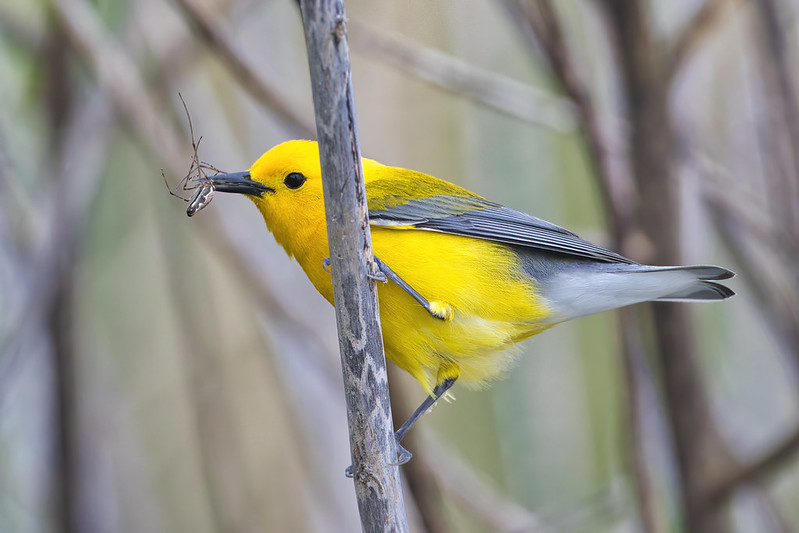Prothonotary Warbler With Spider