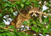 Raccoon In A Mulberry Tree