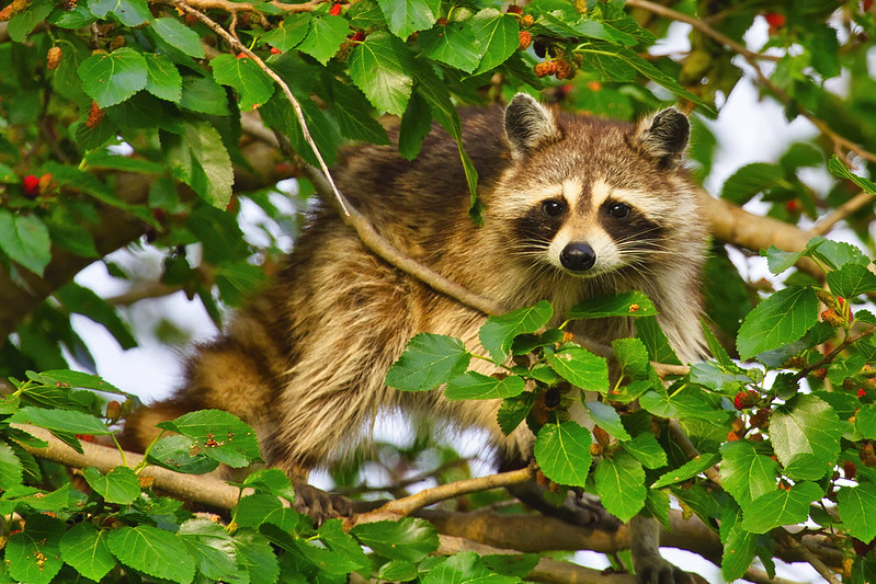 Raccoon Foraging in a Mulberry Tree