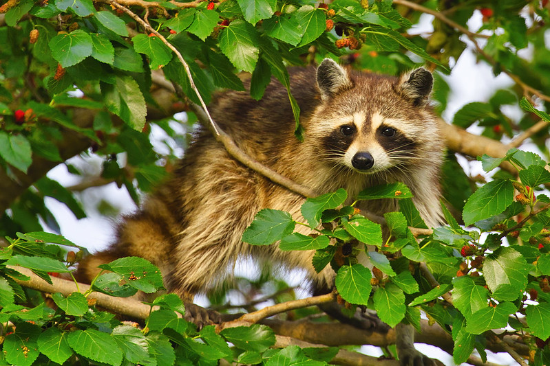 Raccoon In A Mulberry Tree