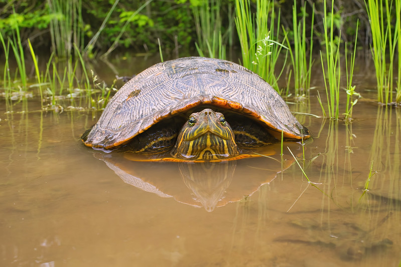 Red eared Slider In A Pool Of Water