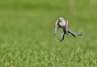 Scissor-tailed Flycatcher Hovering