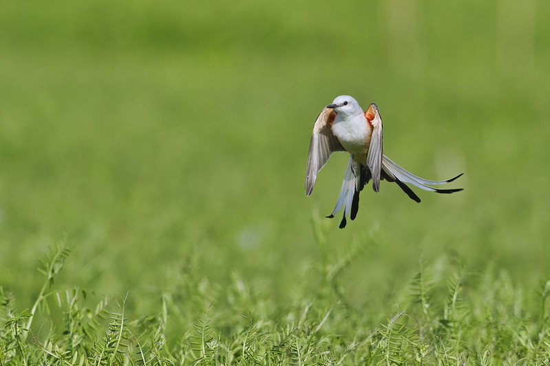 Scissor-tailed Flycatcher Hovering