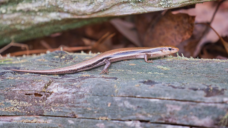 Southern Coal Skink Side View