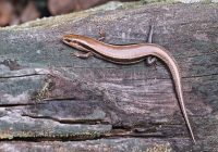 Southern Coal Skink Top View