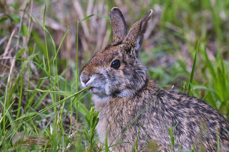 Swamp Rabbit Eating Grass