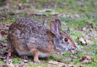 Swamp Rabbit With Tongue Out
