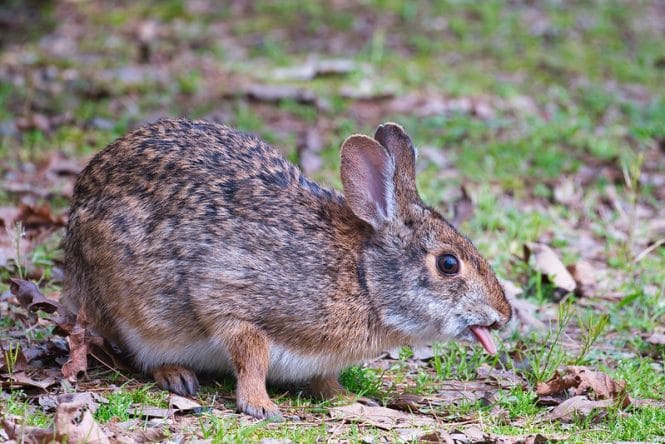 Swamp Rabbit With Tongue Out - Steve Creek Wildlife Photography