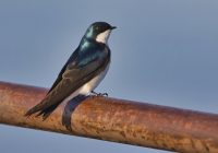 Tree Swallow Resting