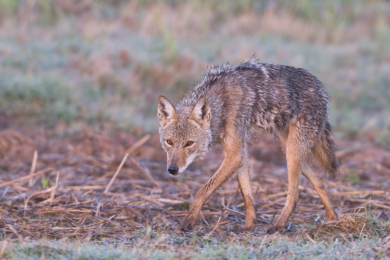 Coyote Slinking By