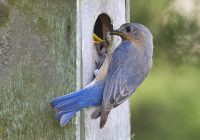 Eastern Bluebird Feeding Caterpillar To Young
