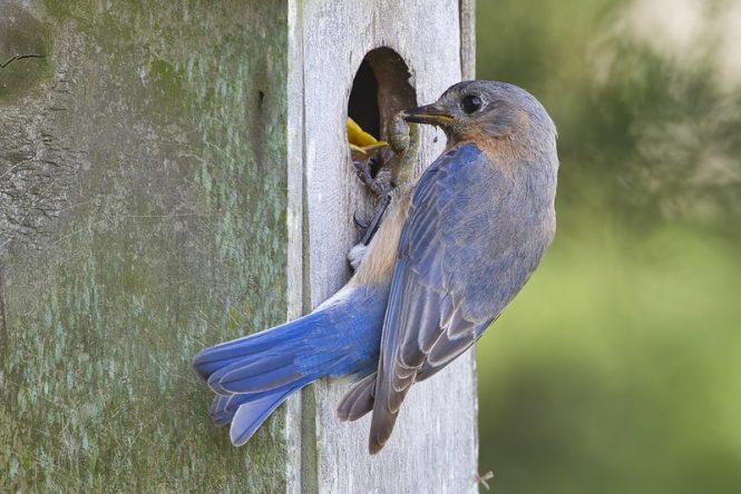 Eastern Bluebird Feeding Nestling A Caterpillar 