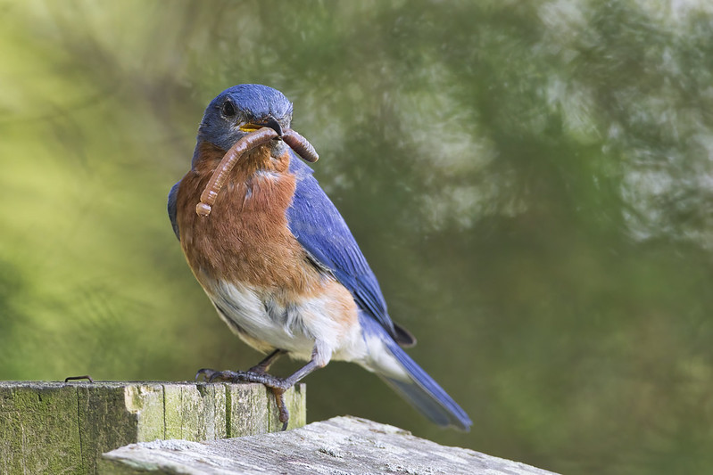 Eastern Bluebird With Earthworm