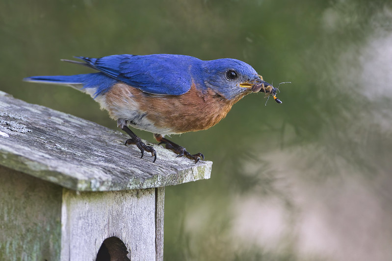 Eastern Bluebird With A Wasp and Spider