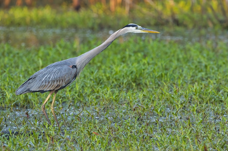 Great Blue Heron Stretching