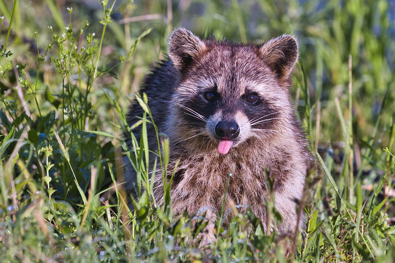 Raccoon Sticking Tongue Out