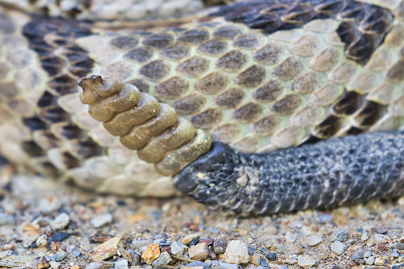 Close-Up of Timber Rattlesnake's Rattle