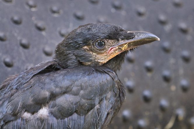 American Crow Fledgling | Steve Creek Wildlife Photography