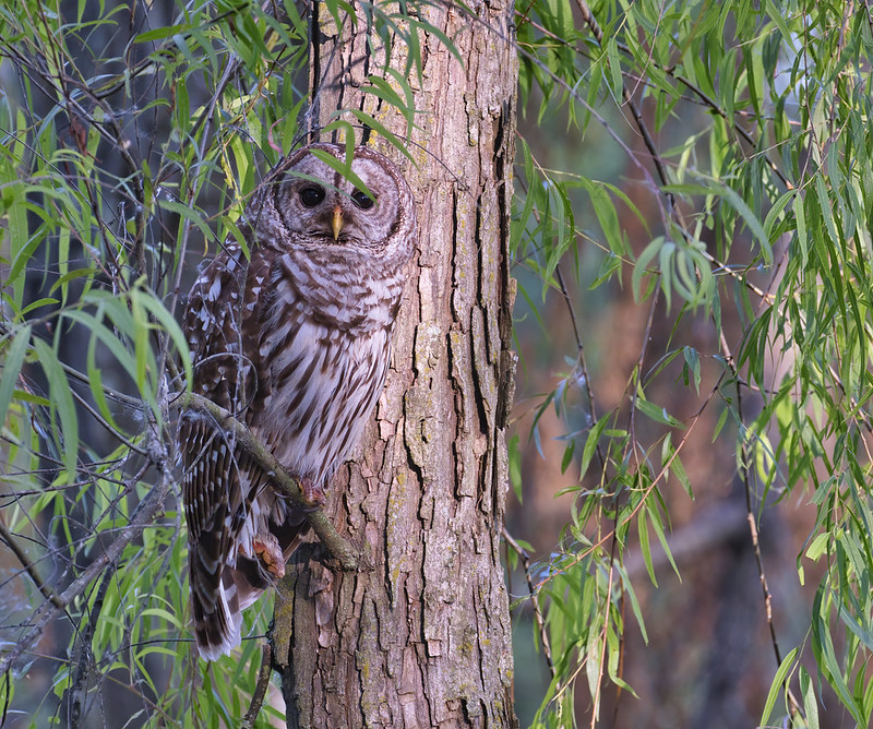 Adult Barred Owl 