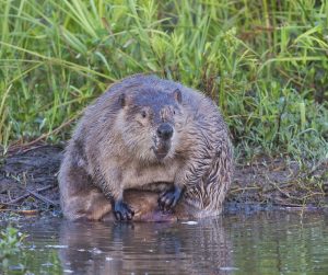 Beaver Bathing Photo #1