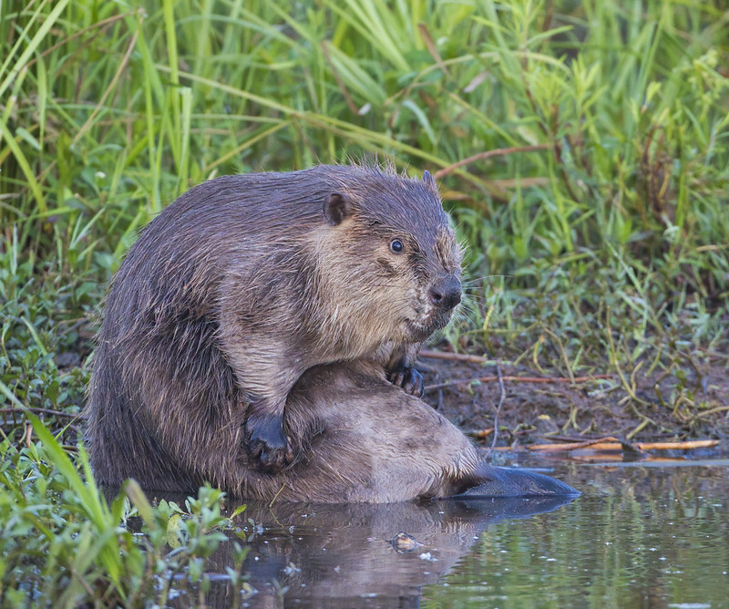 Beaver Bathing Photo #2