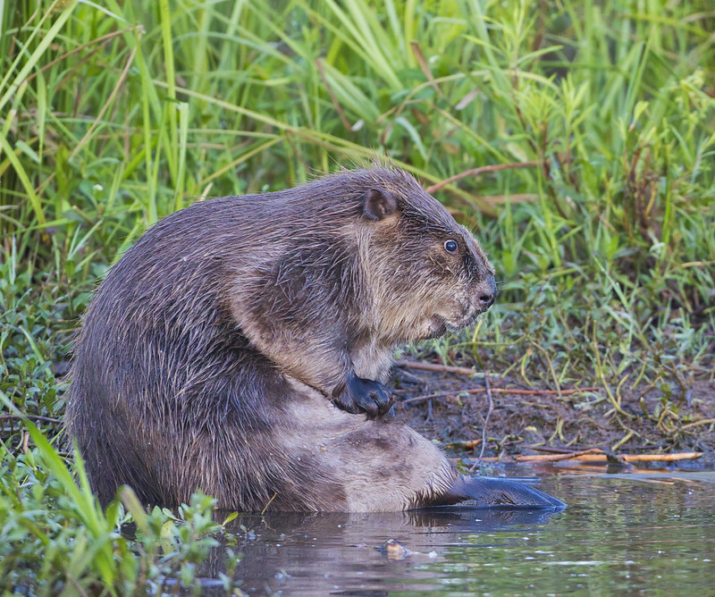 Beaver Bathing Photo #3