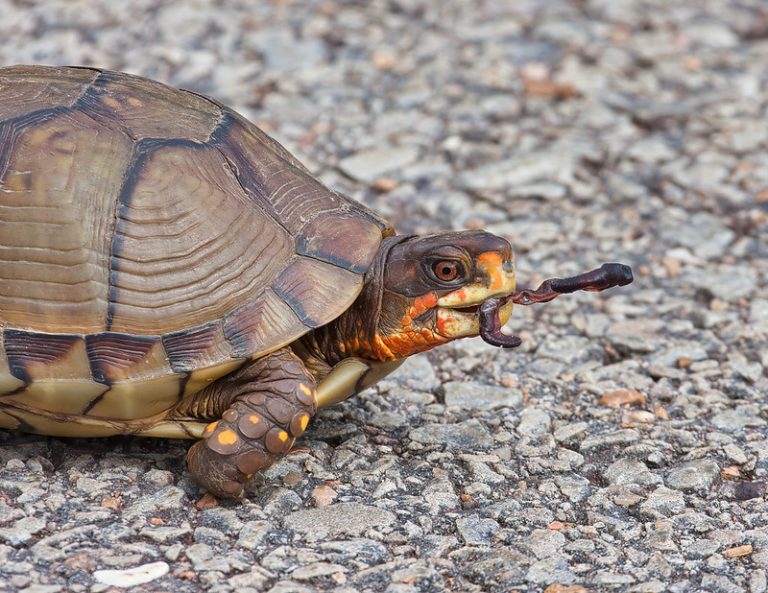 Box Turtle With Dried Earthworm - Steve Creek