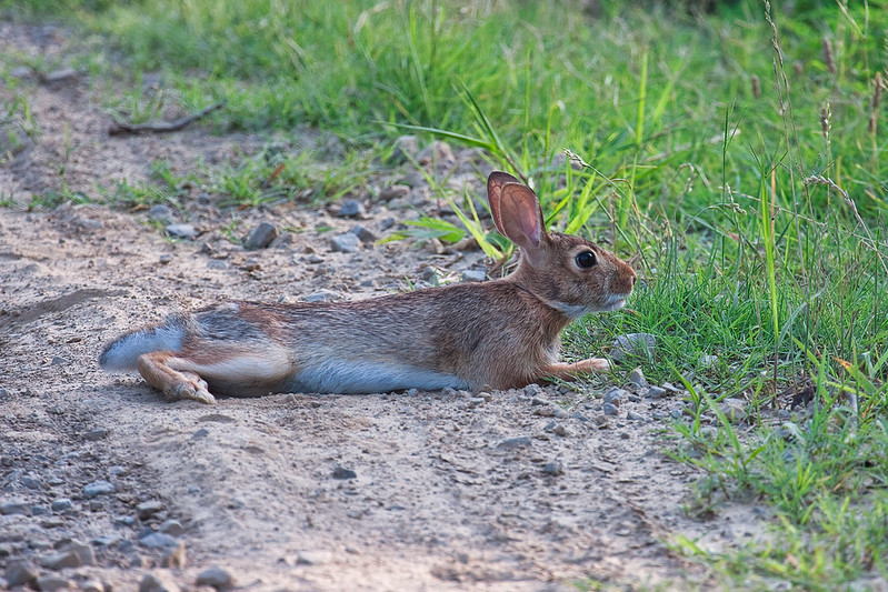 Cottontail Rabbit Relaxing