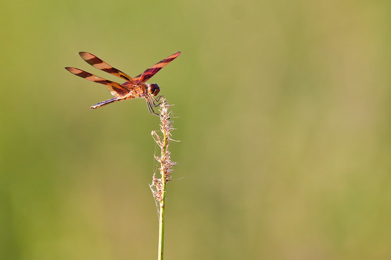 Dragonfly Perched On Stem