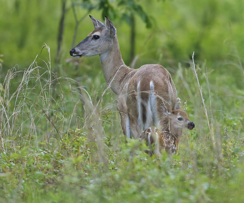 Fawn With Injured Mouth