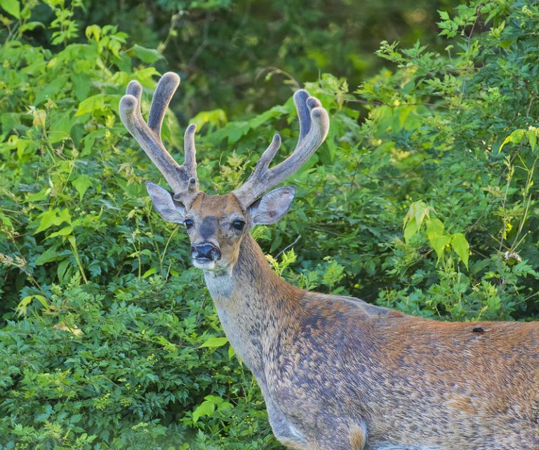 Large Velvet 8 Point Whitetail Buck Steve Creek