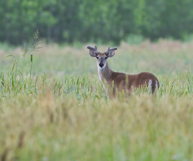 Older Whitetail Buck In Velvet | Steve Creek Wildlife Photography