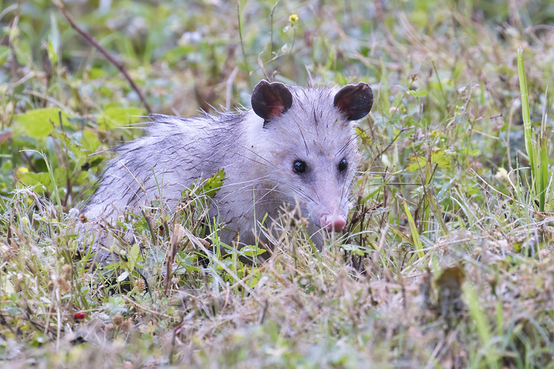 Opossum Searching Through Vegetation