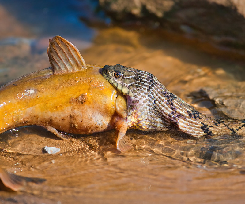 Watersnake Eating Catfish