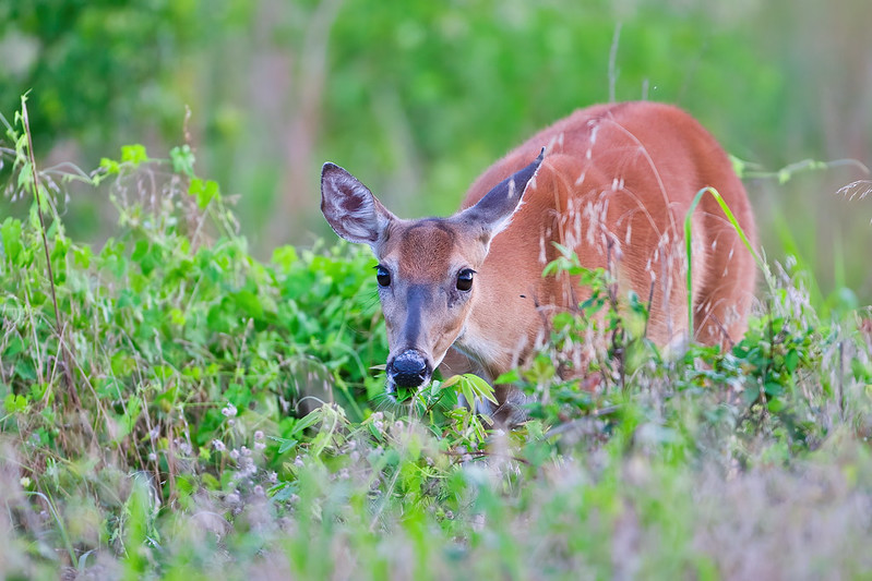 Whitetail Doe Feeding Watching