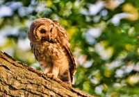 Young Barred Owl With Crawdad