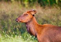 Arkansas Cow Elk
