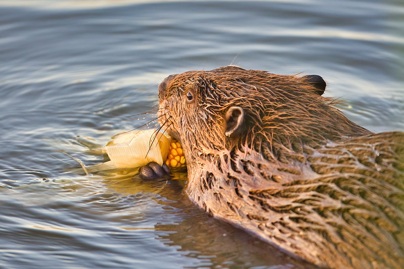 Beaver Eating Corn On The Cob