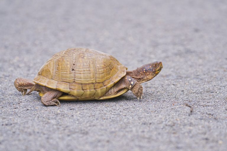 A Box Turtle Hurrying Across A Road | Steve Creek Wildlife Photography